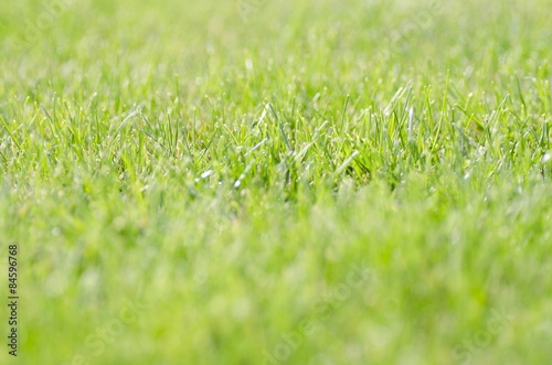 Fotoroleta Grass, Lawn, Green.