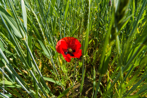 Fotoroleta Red poppy in a wheat field.