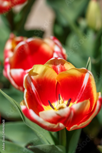 Plakat tulipan krajobraz roślina kwiat
