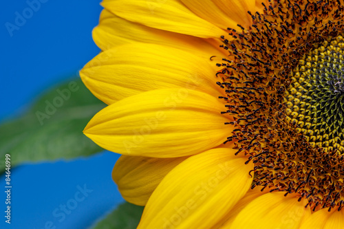 Fotoroleta roślina kwiat słonecznik ładny lato