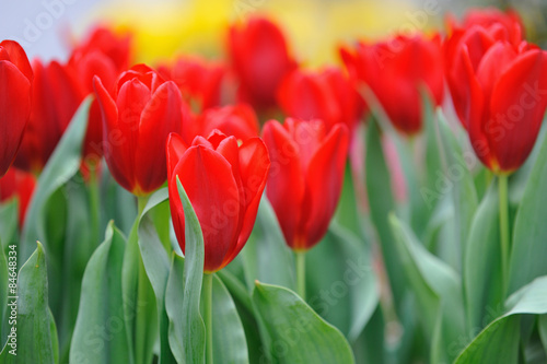 Naklejka kwiat roślina tulipan naturalny kwietnik