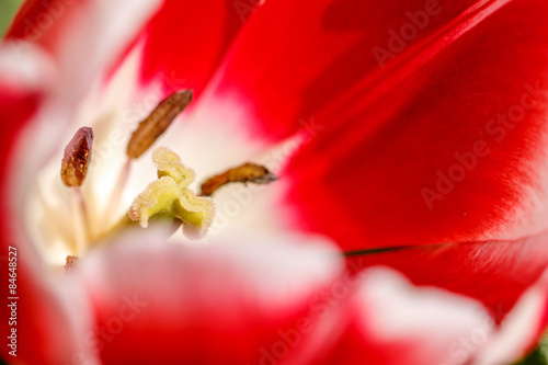 Fototapeta tulipan kwiat roślina żółty