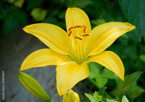Fotoroleta kwiat kwitnący natura roślina