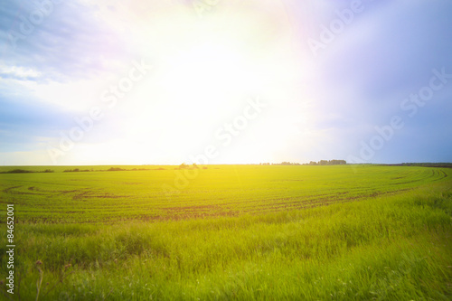 Fotoroleta pastwisko lato łąka trawa