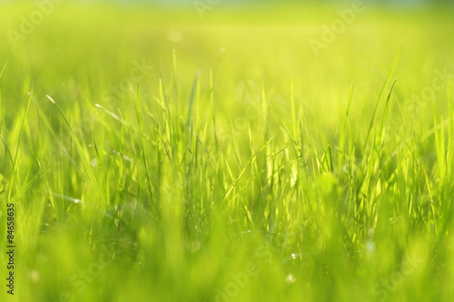 Naklejka trawa widok natura łąka
