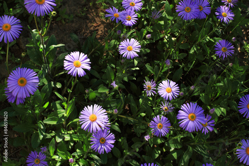 Fototapeta rumianek natura kwiat
