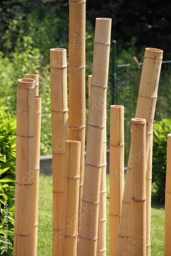 Fotoroleta natura ogród bambus
