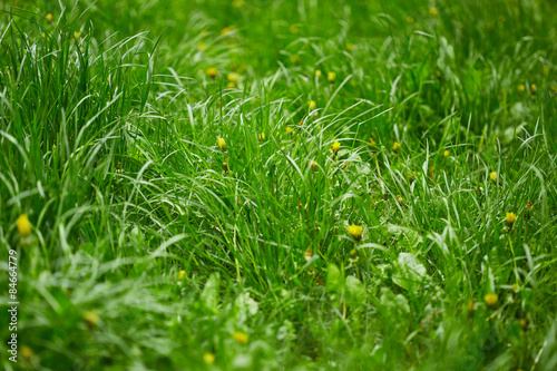 Fototapeta pejzaż natura trawa