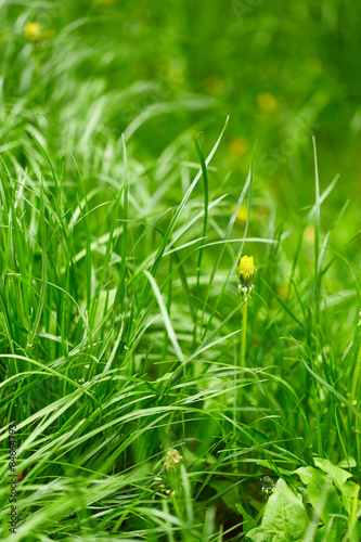 Fototapeta słońce lato natura trawa wzór