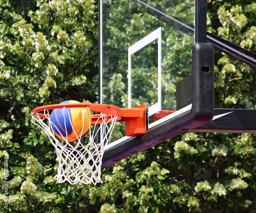 Fototapeta koszykówka drzewa piłka