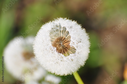 Obraz na płótnie kwiat mniszek mniszek pospolity jaskier 