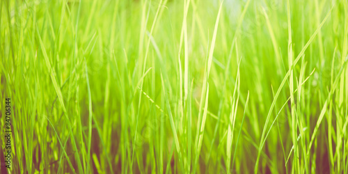 Obraz na płótnie lato pole trawa łąka roślina