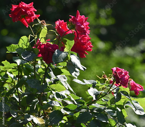 Fototapeta lato roślina miłość kwiat ogród