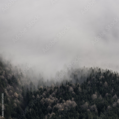 Fotoroleta sosna las góra drzewa pejzaż