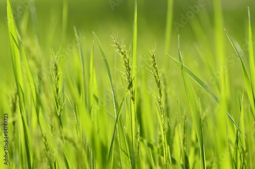 Fotoroleta roślina łąka trawa
