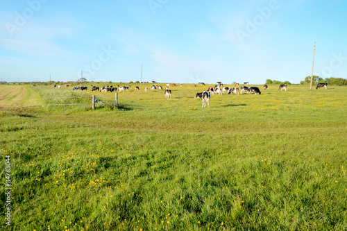 Fotoroleta trawa pastwisko wieś kwiat łąka