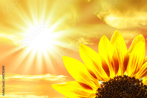 Fotoroleta słonecznik niebo kwiat słońce natura