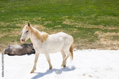 Fototapeta natura zwierzę koń dziki grzywa
