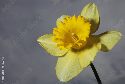 Fotoroleta narcyz kwiat roślina niebo pyłek