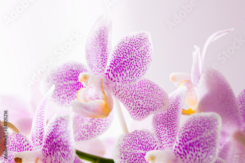Fotoroleta storczyk piękny natura kwiat roślina