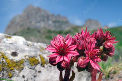Plakat kwiat alpy natura góra