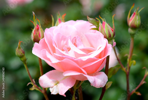 Naklejka piękny rosa bukiet roślina