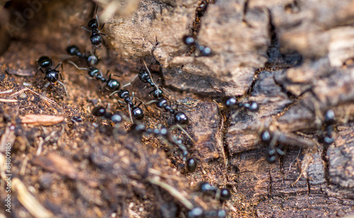 Fototapeta kraj królowa sumienny mrówka zadanie