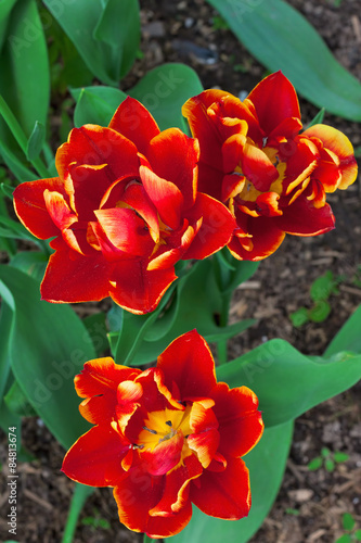Fototapeta natura tulipan ładny świeży