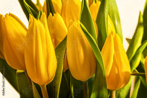 Naklejka tulipan kwitnący świeży