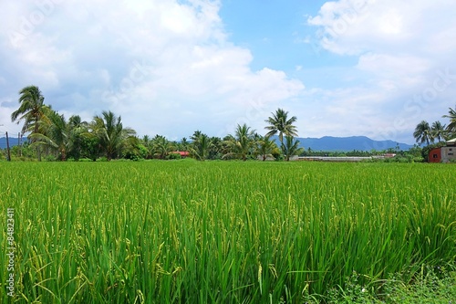 Fototapeta palma rolnictwo roślina
