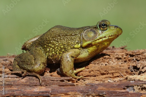 Fotoroleta płaz dziki natura żaba sprężyna
