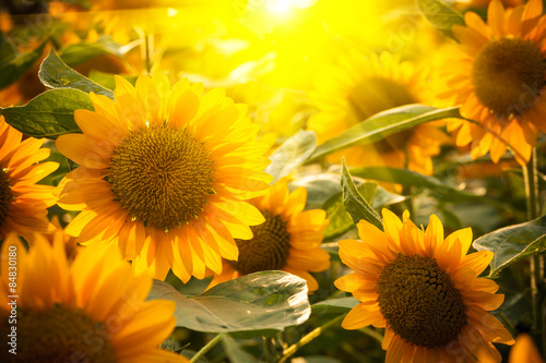 Fotoroleta kwiat słonecznik pole