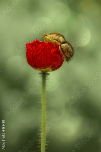 Fotoroleta roślina lato kwiat mak
