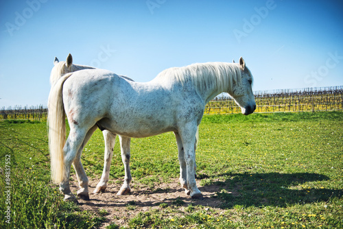Fototapeta ogier piękny koń zwierzę ssak