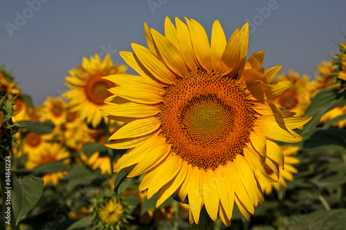 Obraz na płótnie słonecznik roślina olej pole posiłek
