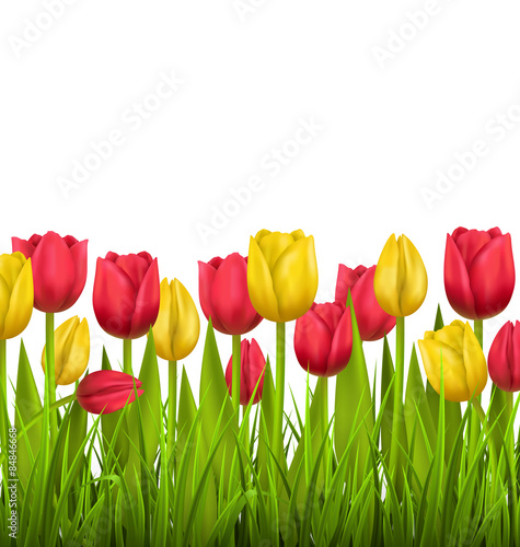 Fotoroleta wieś kwiat tulipan