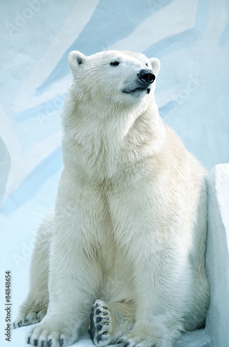 Fototapeta niedźwiedź północ śnieg ssak zwierzę