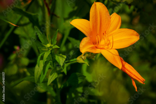 Fotoroleta kwiat piękny żółty pręcik