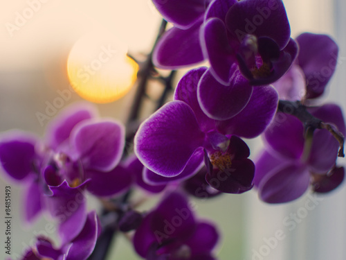 Fotoroleta słońce natura kwiat storczyk