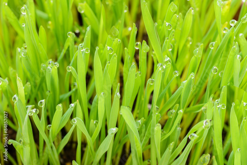 Fototapeta green grass and dew