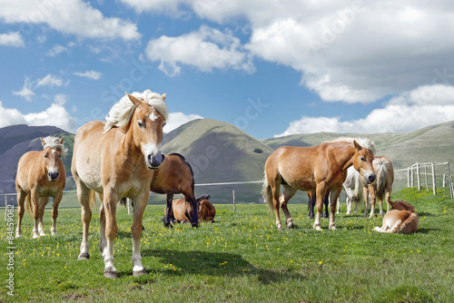 Fotoroleta grzywa koń krajobraz pastwisko
