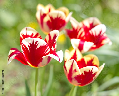 Fototapeta słońce pole niebo tulipan ogród