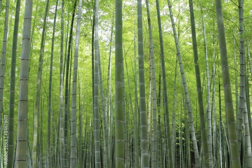 Fotoroleta bambus zielony sprężyna naturalny