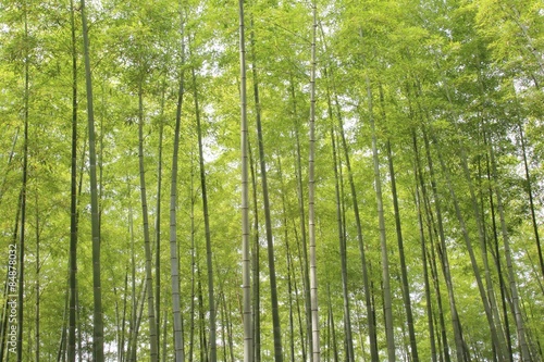 Fotoroleta bambus naturalny sprężyna zielony 