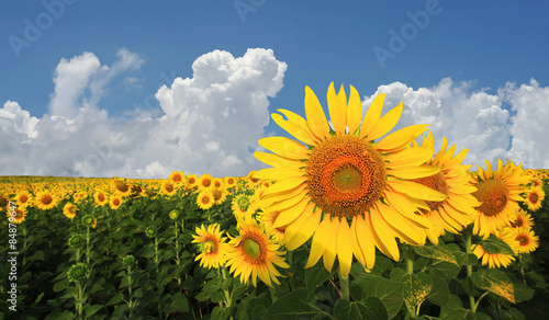 Obraz na płótnie kwiat lato kwitnący rolnictwo świeży