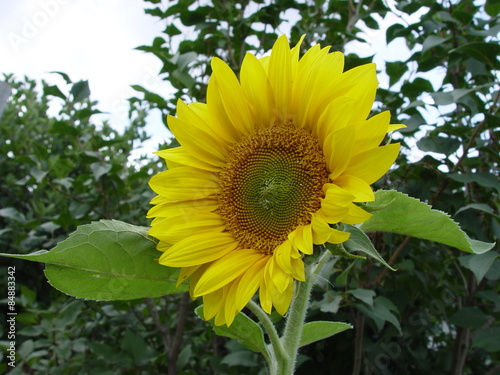 Obraz na płótnie słonecznik   