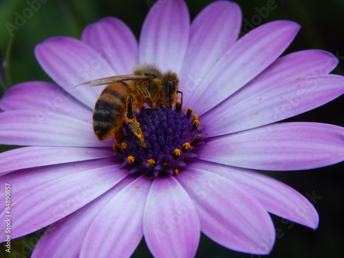 Fototapeta pyłek natura kwiat