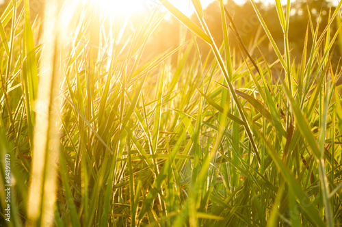 Fototapeta słońce natura wieś pole