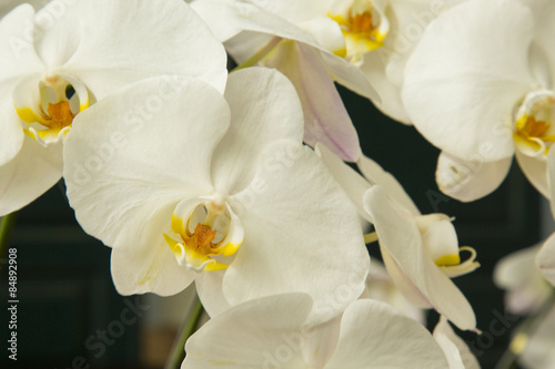 Naklejka orhidea natura ogród storczyk