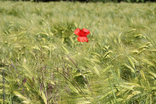 Obraz na płótnie pole lato kwiat roślina